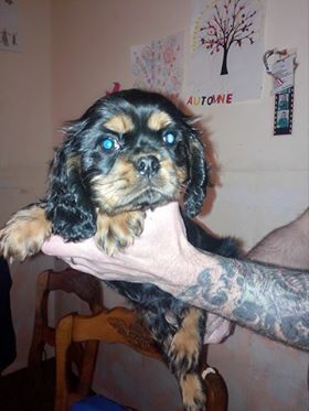 vom Hause Renat - Chiots disponibles - Cavalier King Charles Spaniel